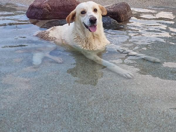 Snoopa, Adozione Del Cuore; Adorabile Taglia Media Del 2019